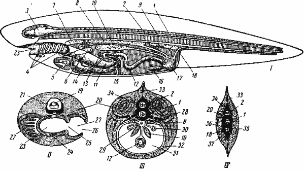 Схема строения позвоночного