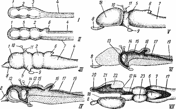 Схема головного мозга позвоночного Схема головного мозга позвоночного