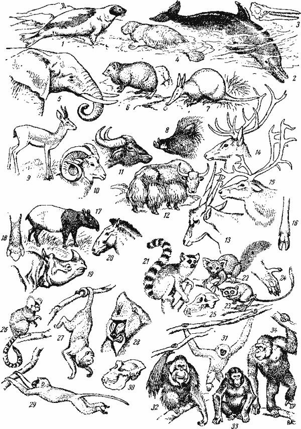 Млекопитающие Млекопитающие