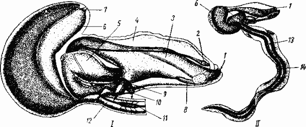 Аппендикулярии Аппендикулярии