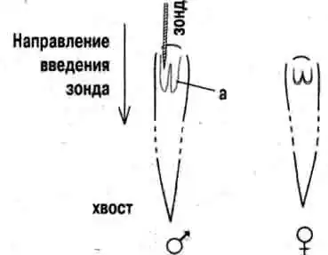 Схема проведения зондирования крупных ящериц:  а — гемипенисы самца